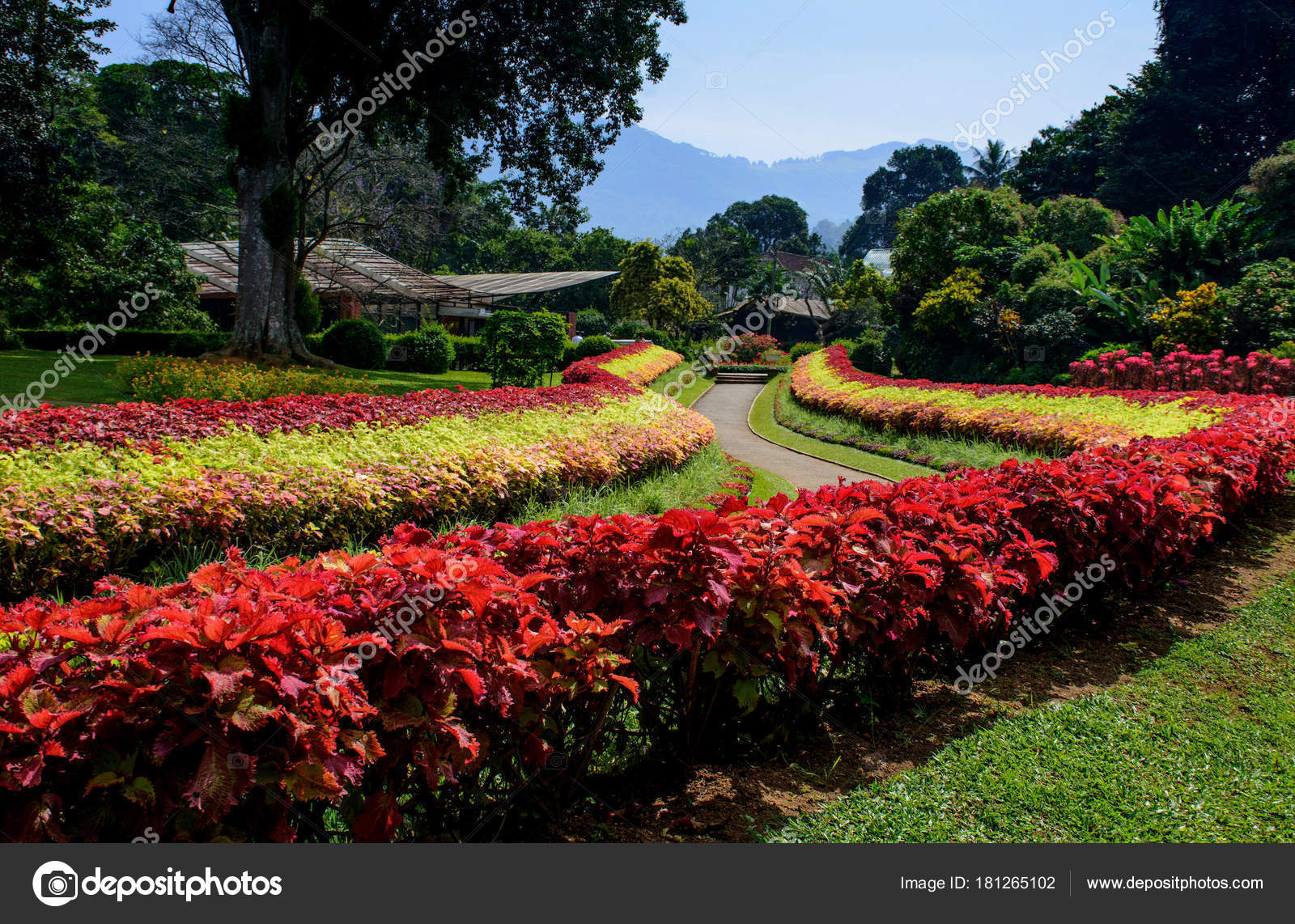 Botanical Garden Peradeniya Kandy Royal Botanical Gardens Stock
