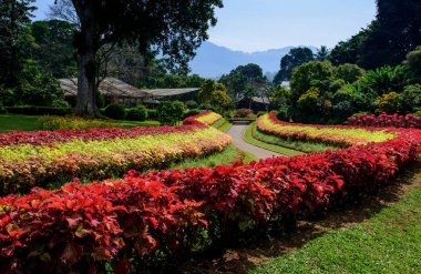 Botanik Garden Peradeniya, Kandy veya Kraliyet Botanik Bahçeleri