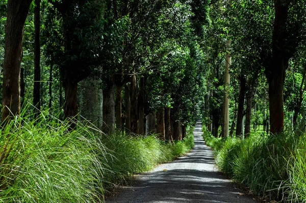 Tree avenue of Allakolla Estate, it is a tea estate near Knuckles forest reserve in kandy Sri Lanaka.
