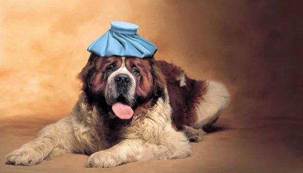 Saint Bernard dog with ice pack on his head