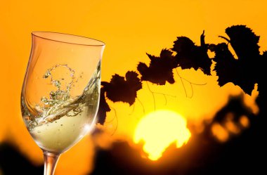 Gün batımında üzüm bağında bir kadeh beyaz şarap