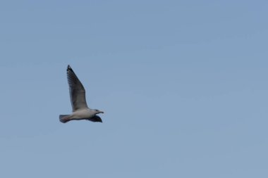 Norveç'te bir martı