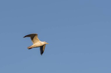 Norveç'te bir martı