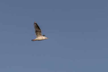 Norveç'te bir martı