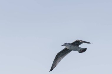 Norveç'te bir martı