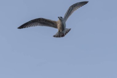 Norveç'te bir martı