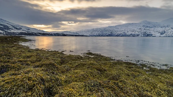 Den dejlige kyst Senja i Norge - Stock-foto