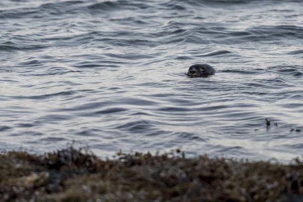 Un león marino — Foto de Stock