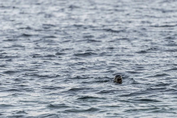 Lew morski — Zdjęcie stockowe