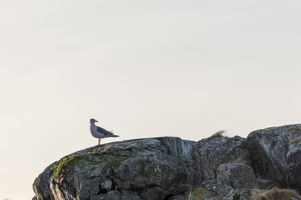 Una gaviota en Noruega — Foto de Stock