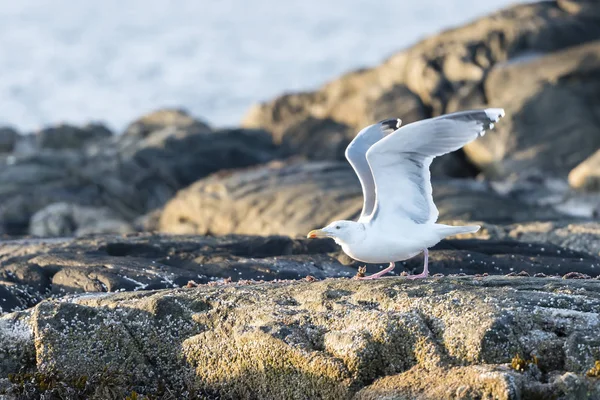 Una gaviota en Noruega — Foto de Stock