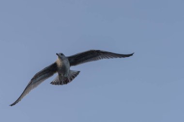 Norveç'te bir martı