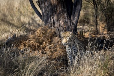 Afrika'da bir leopar 