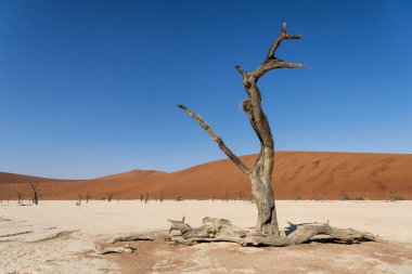 Namibya Deadvlei çölde