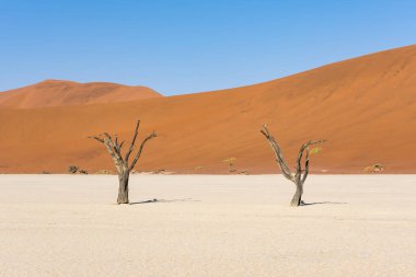 Namibya Deadvlei çölde