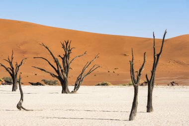 Namibya Deadvlei çölde