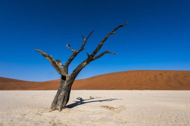 Namibya Deadvlei çölde