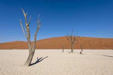 Namibya Deadvlei çölde