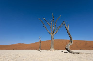 Namibya Deadvlei çölde