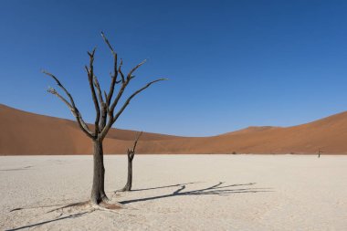 Namibya Deadvlei çölde