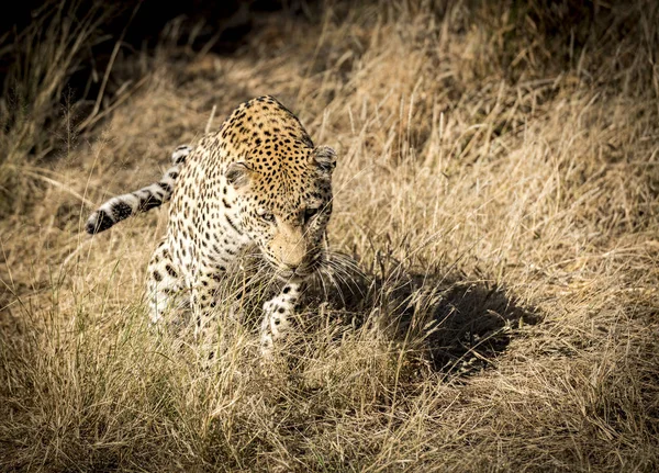 Egy Afrikai Leopárd — Stock Fotó