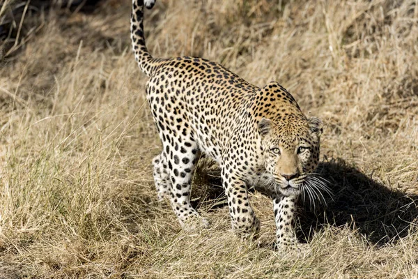 Leopardo Africa — Foto Stock