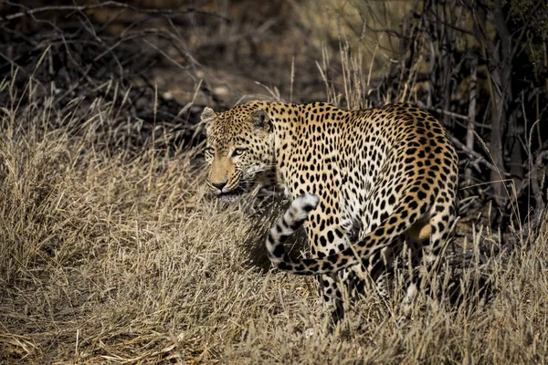 Leopardo África — Fotografia de Stock
