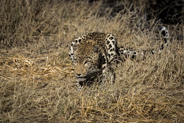 Leopardo África —  Fotos de Stock