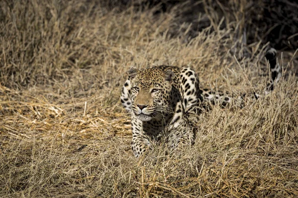 Leopardo Africa — Foto Stock