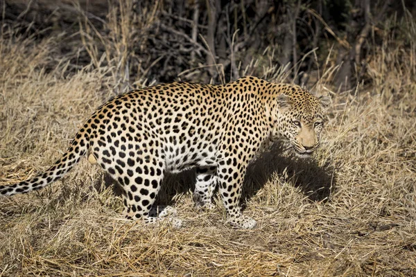 Leopardo África — Foto de Stock