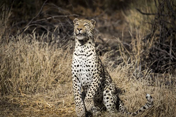Ein Leopard Afrika — Stockfoto