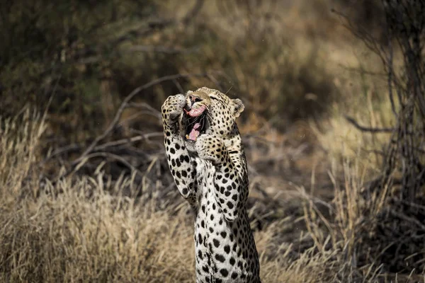 Ein Leopard Afrika — Stockfoto