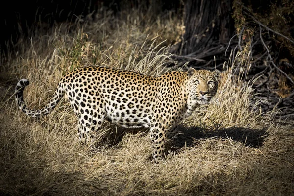 Leopardo África — Foto de Stock