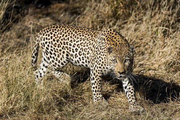 Afrika'da bir leopar 