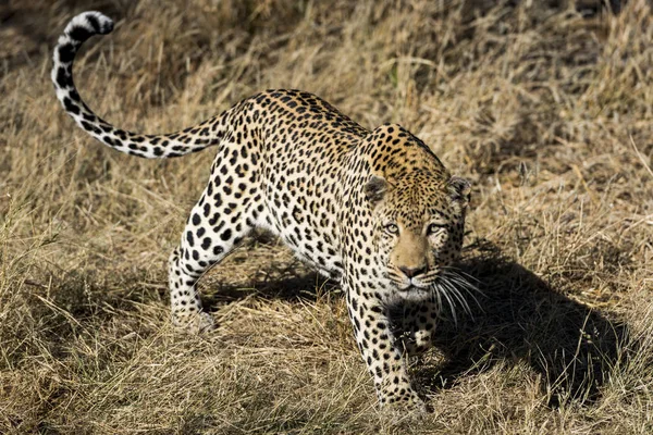 Leopard Afryce — Zdjęcie stockowe