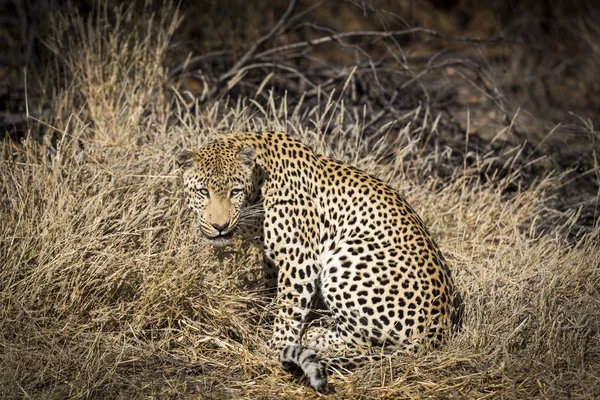 Leopard Afryce — Zdjęcie stockowe