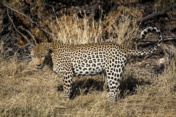Egy Afrikai Leopárd — Stock Fotó