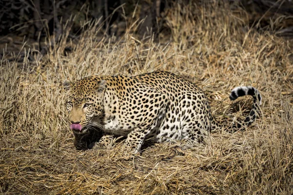 Leopard Afrika — Stockfoto