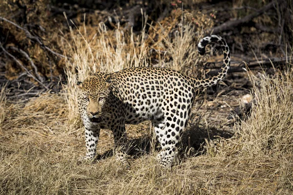 Леопард Африке — стоковое фото