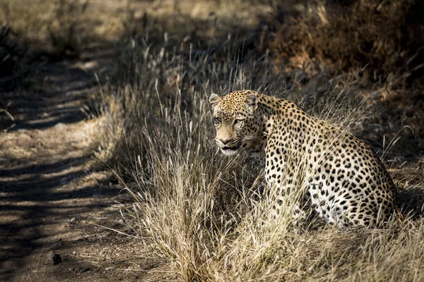 Leopardo Africa — Foto Stock