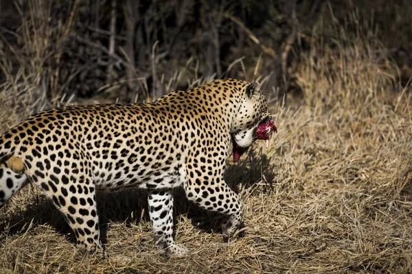 Leopardo Africa — Foto Stock