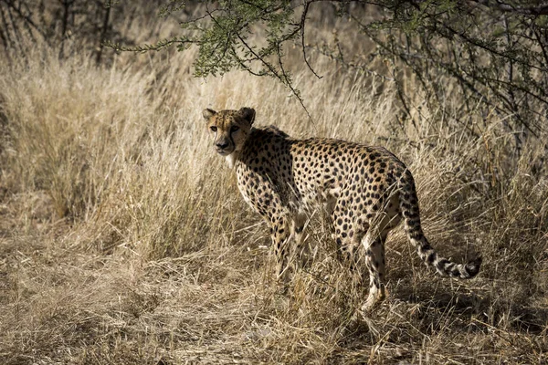 Guepardo África — Foto de Stock