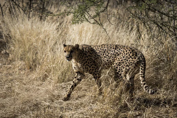 Egy Afrikai Gepárd — Stock Fotó