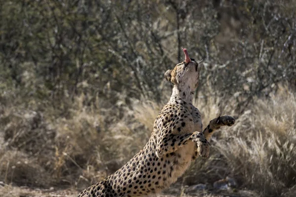 Ein Gepard Afrika — Stockfoto