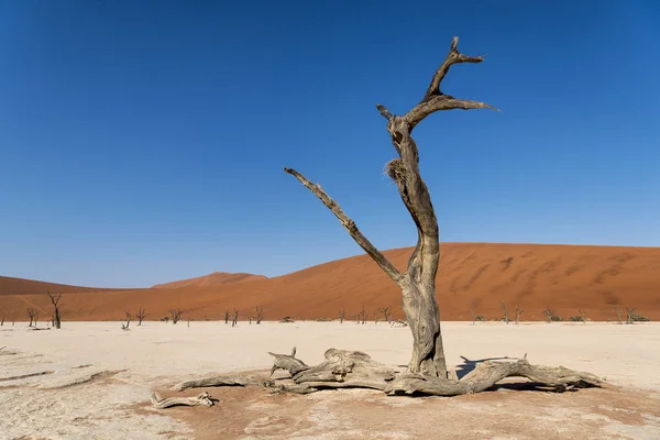 Désert Deadvlei Namibie — Photo