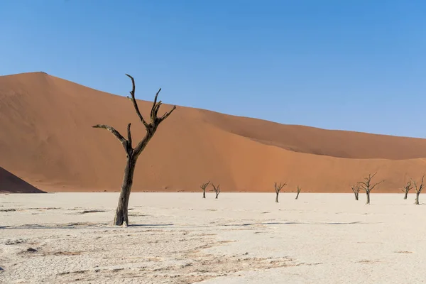 Deadvlei Woestijn Namibië — Stockfoto