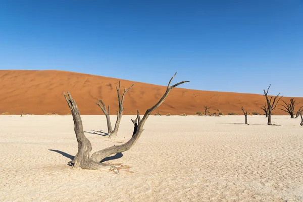Deadvlei Woestijn Namibië — Stockfoto