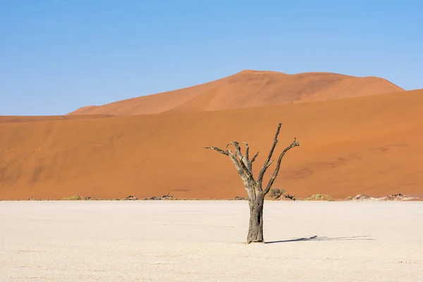 Pustyni Deadvlei Namibii — Zdjęcie stockowe