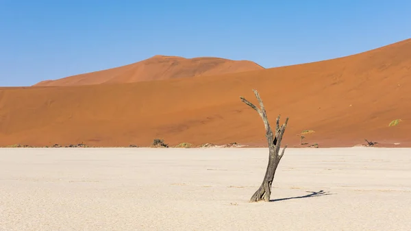 Deadvlei 나미비아 — 스톡 사진