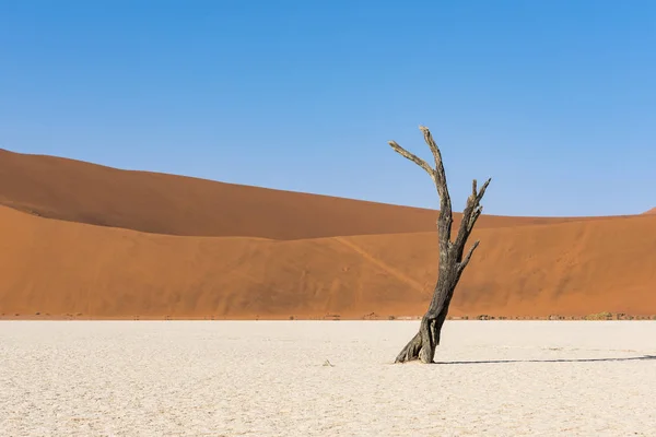 Deadvlei Έρημο Της Ναμίμπια — Φωτογραφία Αρχείου